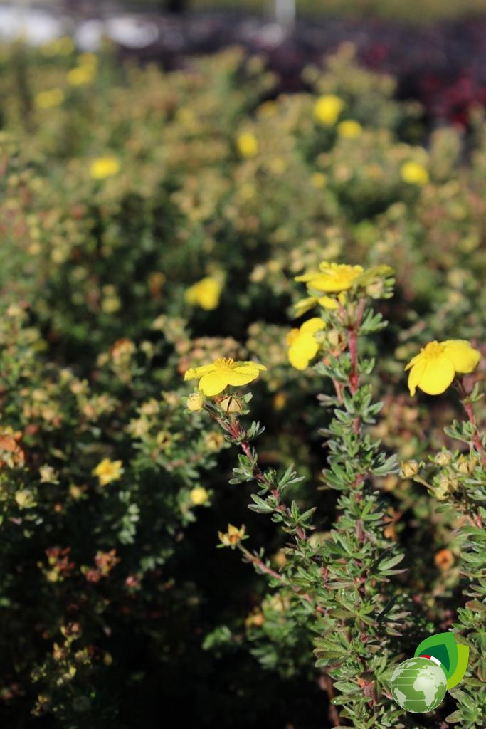 Potentilla Kobold Dettaglio