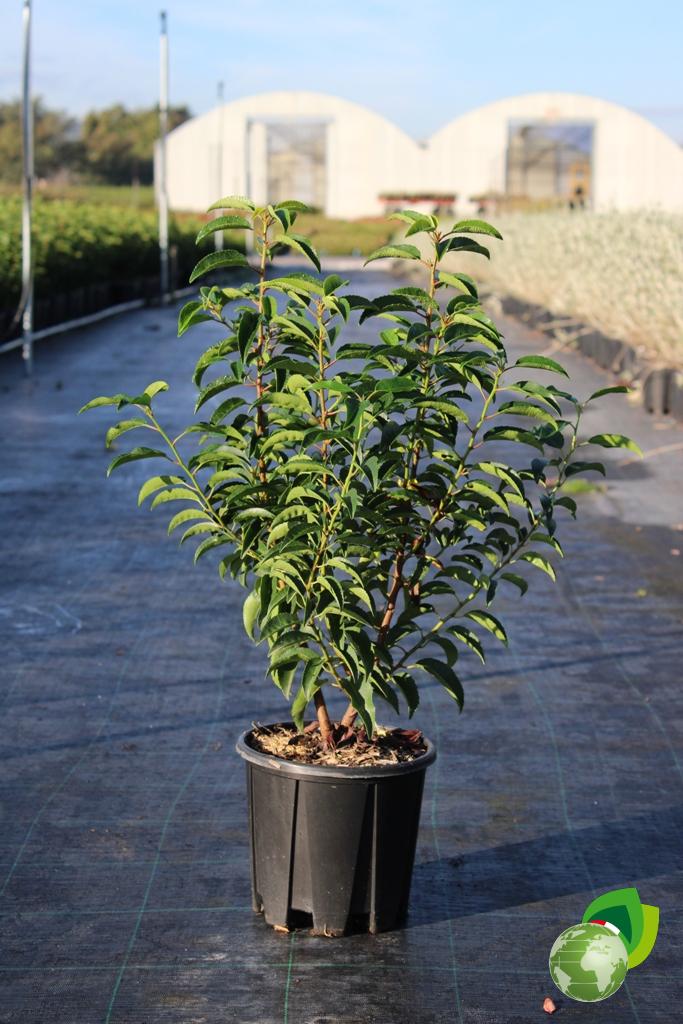 Prunus Lusitanica