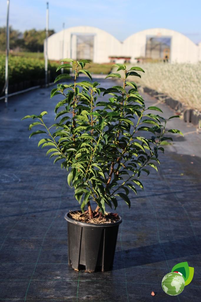 Prunus Lusitanica 2