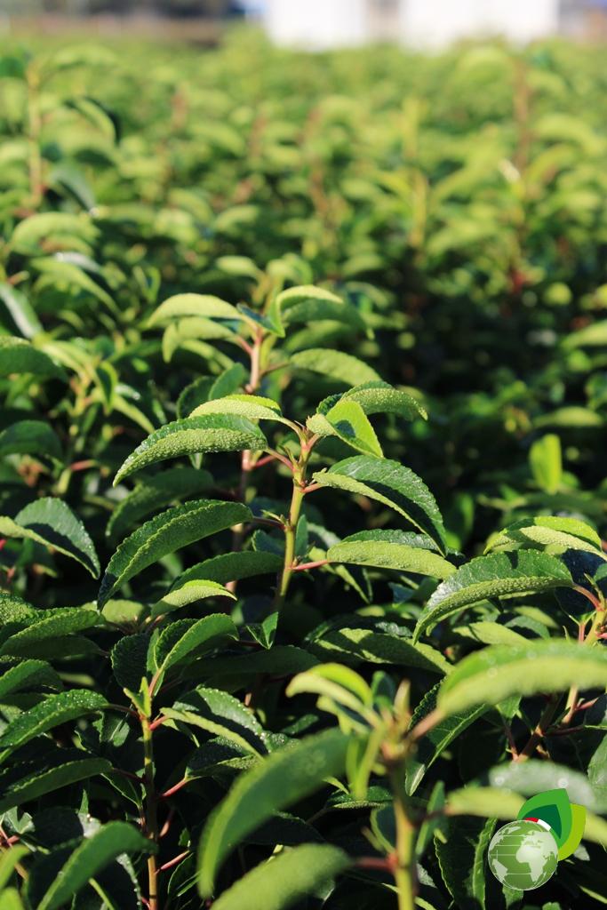 Prunus Lusitanica Dettaglio 1