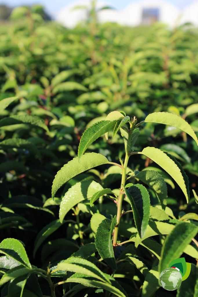 Prunus Lusitanica Dettaglio