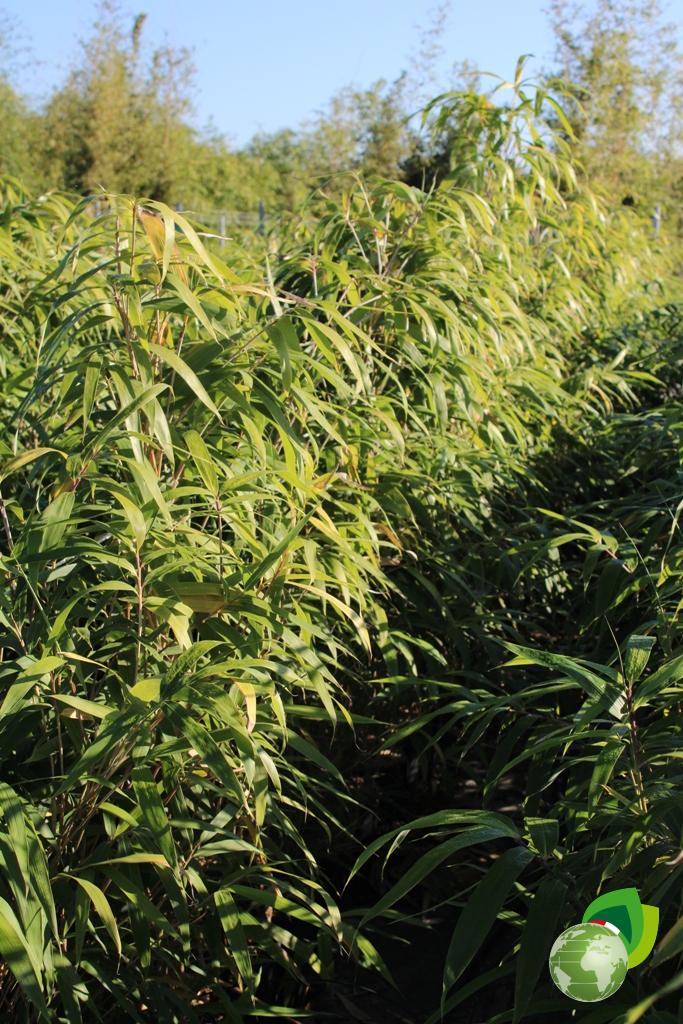 Pseudosasa Japonica Metake Effetto