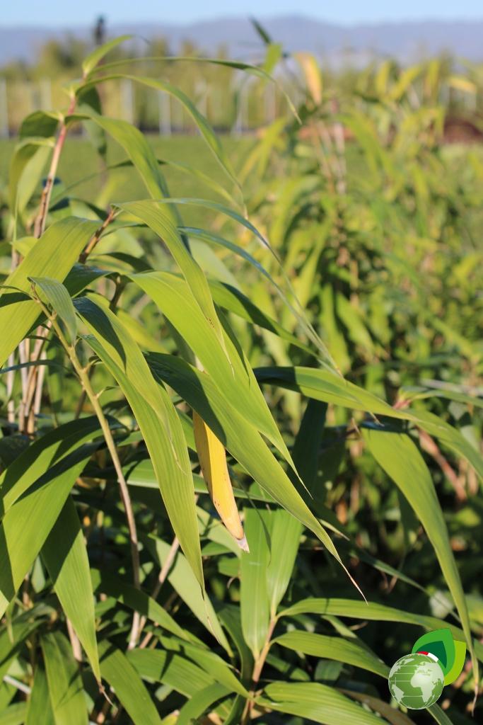 Pseudosasa japonica Metake Dettaglio