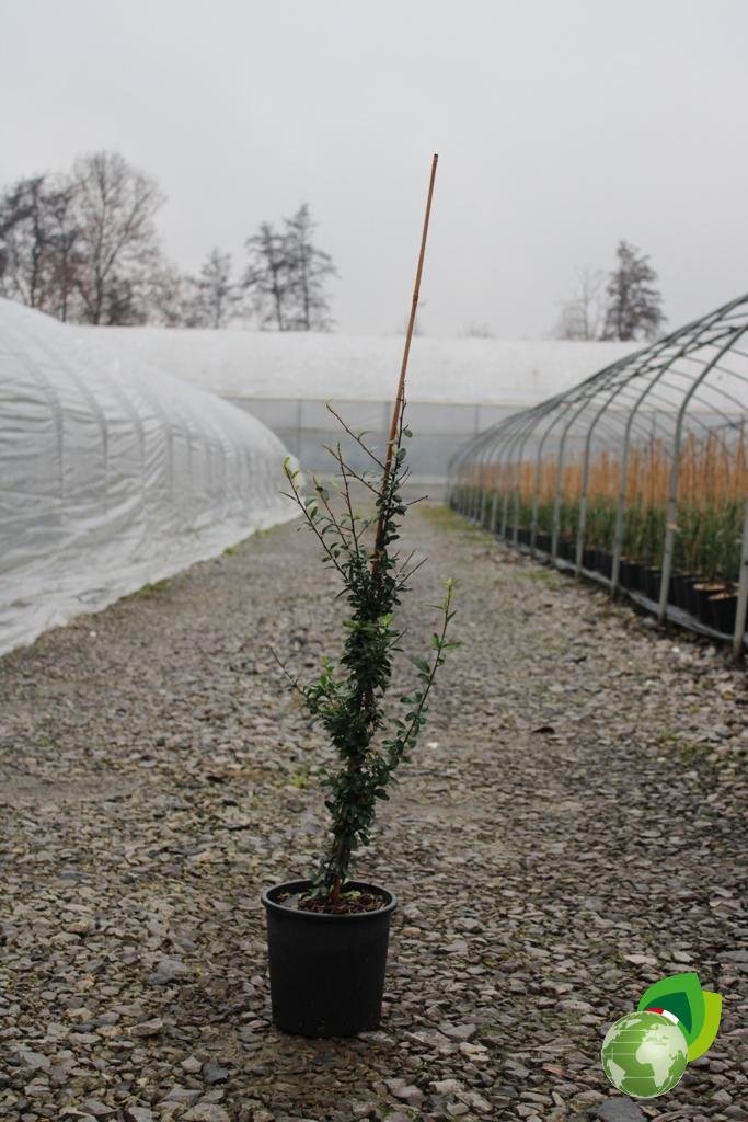 Pyracantha Coccinea V.24 bacca rossa