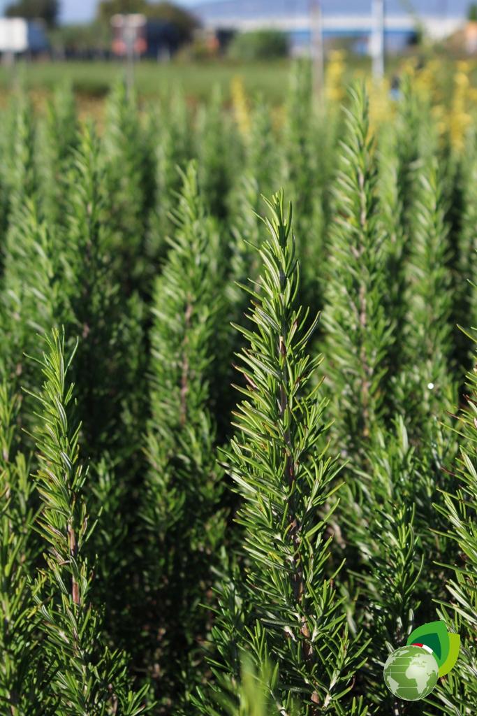 Rosmarino Officinalis Dettaglio