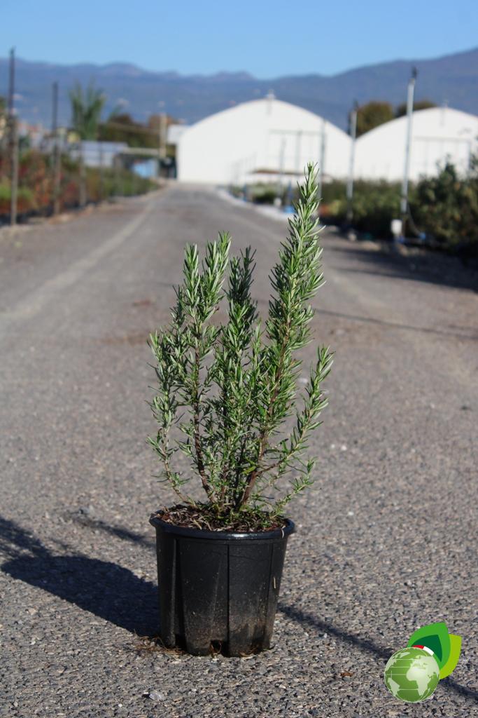Rosmarino officinalis