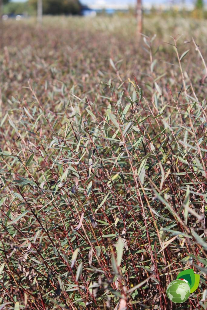 Salix Purpurea Nana Dettaglio