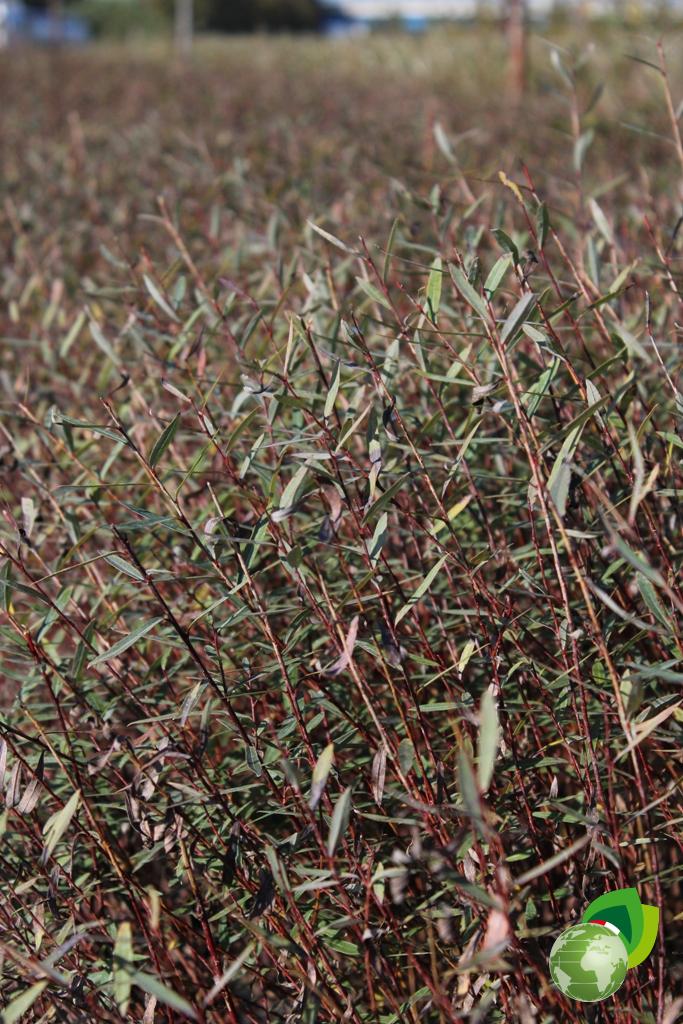 Salix Purpurea Nana effetto