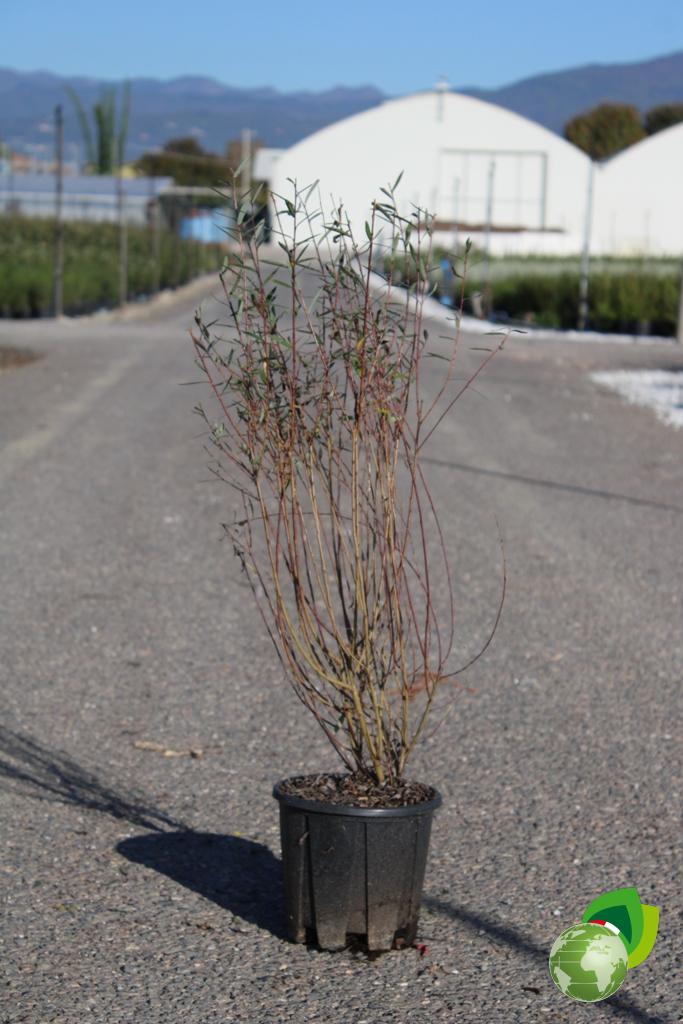 Salix Purpurea Nana