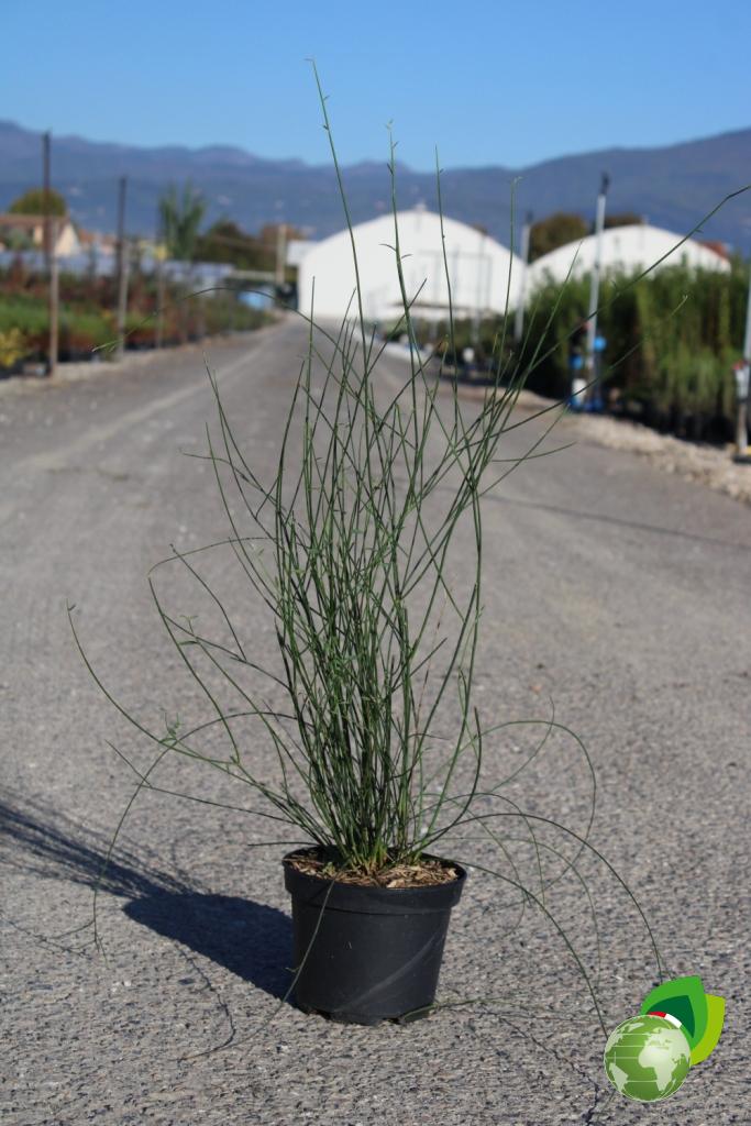 Spartium Juncei