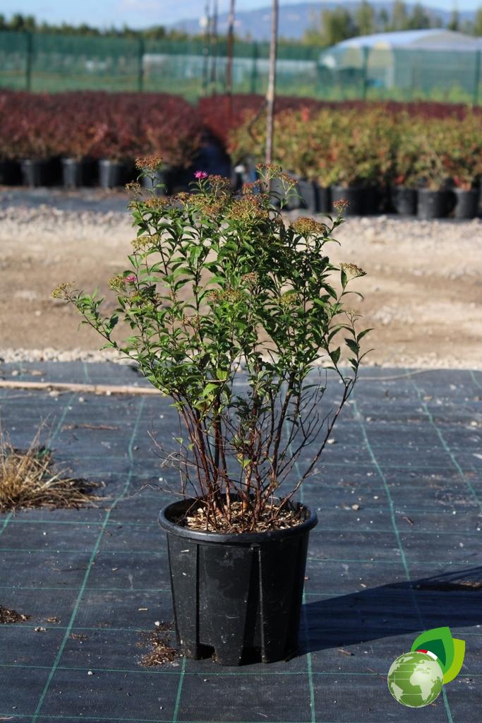 Spiraea Bumalda Anthony Watereri