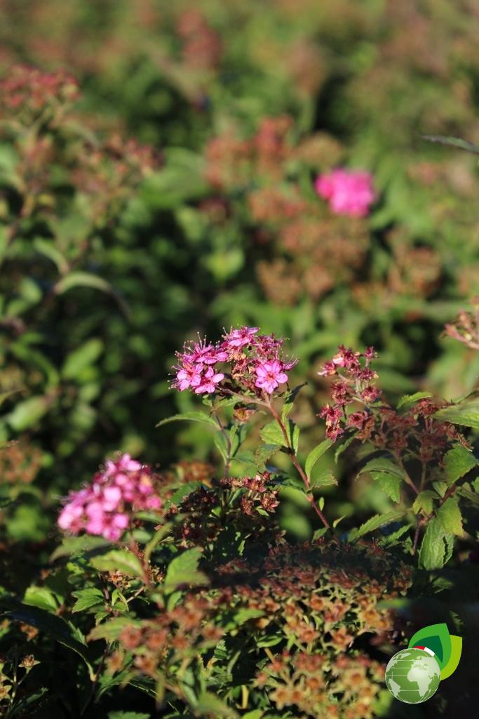 Spiraea Bumalda Anthony Watereri Dettaglio