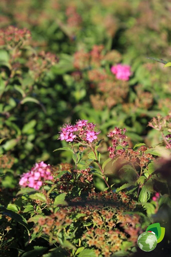 Spiraea Bumalda Antony Watereri Effetto