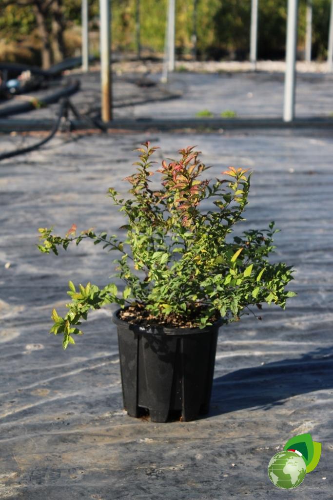 Spiraea Bumalda Gold Flame