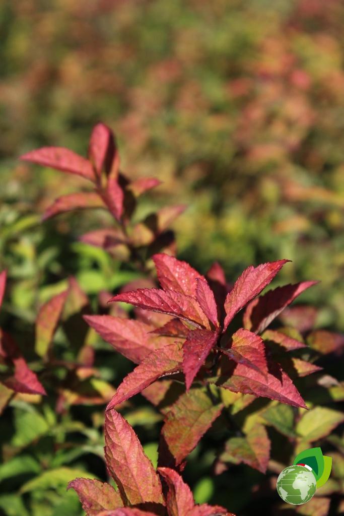 Spiraea Gold Flame Dettaglio 1