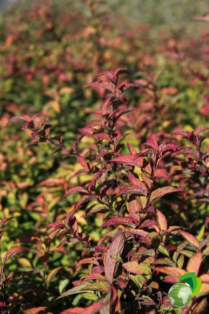 Spiraea Gold Flame Effetto