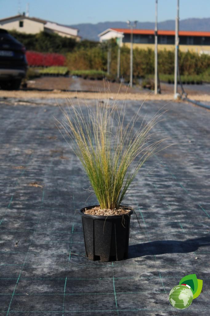 Stipa Tenuissima