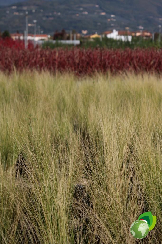 Stipa Tenuissima Effetto 1