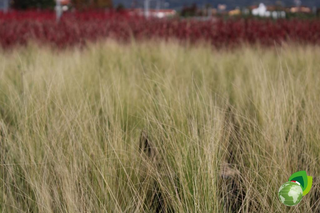 Stipa Tenuissima Effetto
