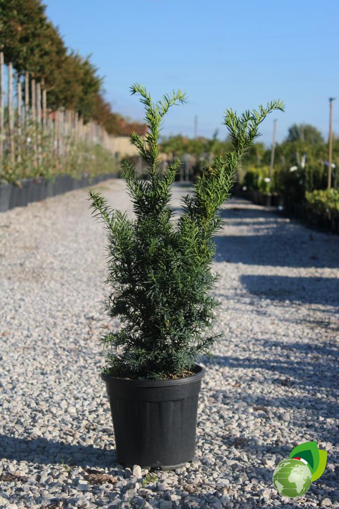 Taxus Densiformis