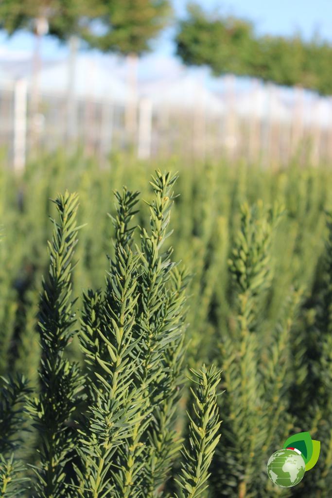 Taxus Media Hilli 1