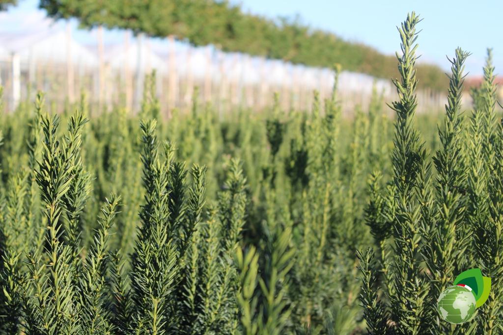 Taxus Media Hilli Effetto