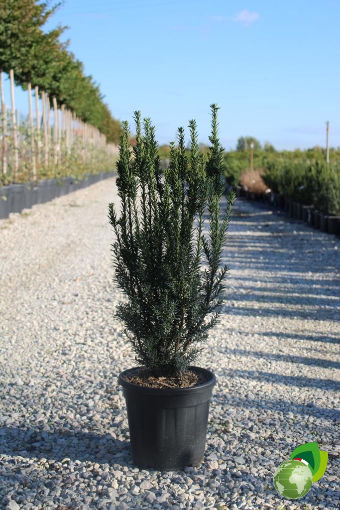 Taxus Media Hilli