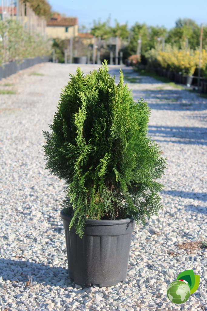 Thuja Occidentalis Danica