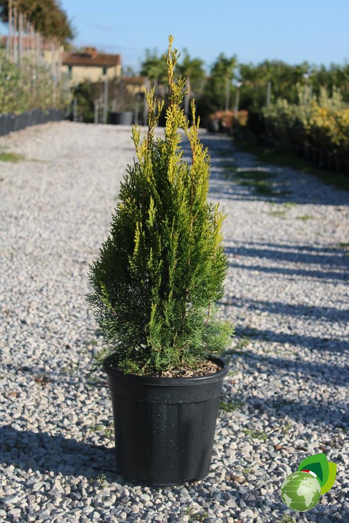 Thuja Orientalis Piramidalis Aurea