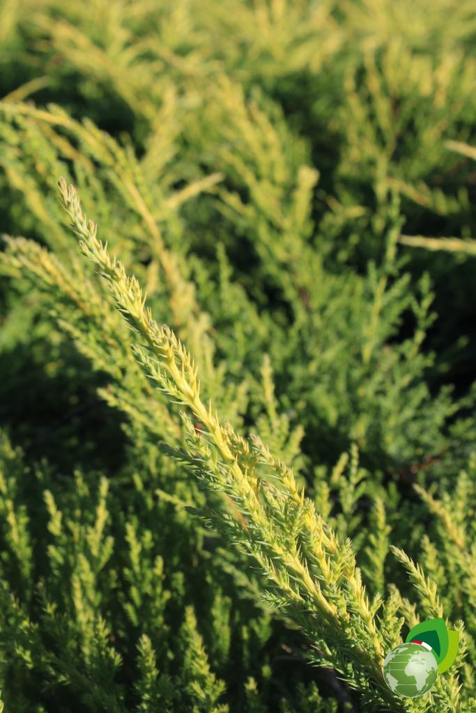 Thuja Orientalis Pyramidalis Aurea Derttaglio 1
