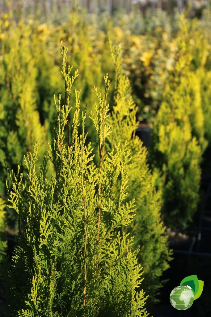 Thuja Orientalis Pyramidalis Aurea Dettaglio