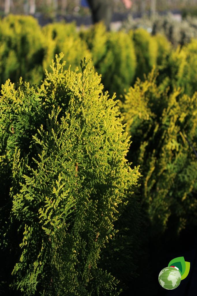 Thuja Sel. Berckmann Dettaglio 1