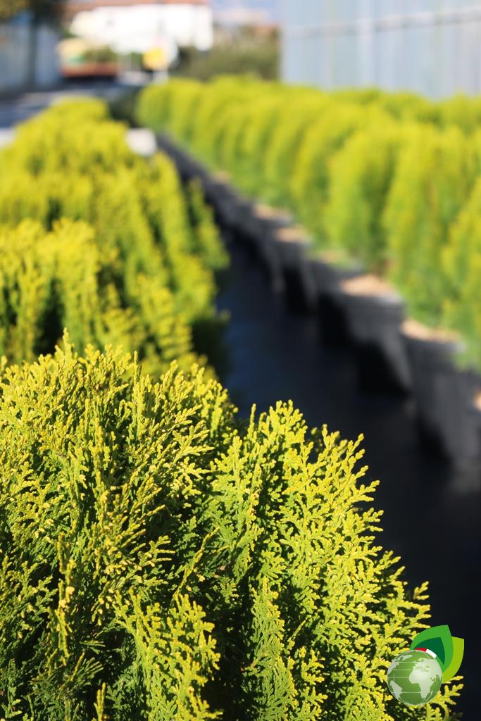 Thuja Sel. Berckmann Dettaglio 2