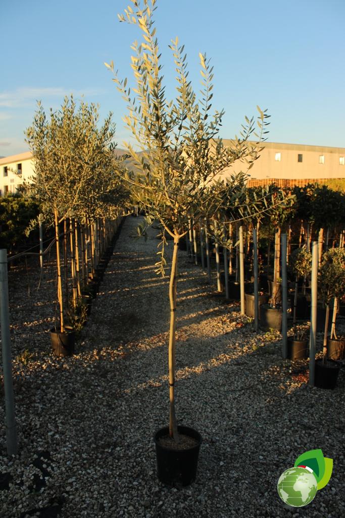 Ulivo Leccino ad Alberello