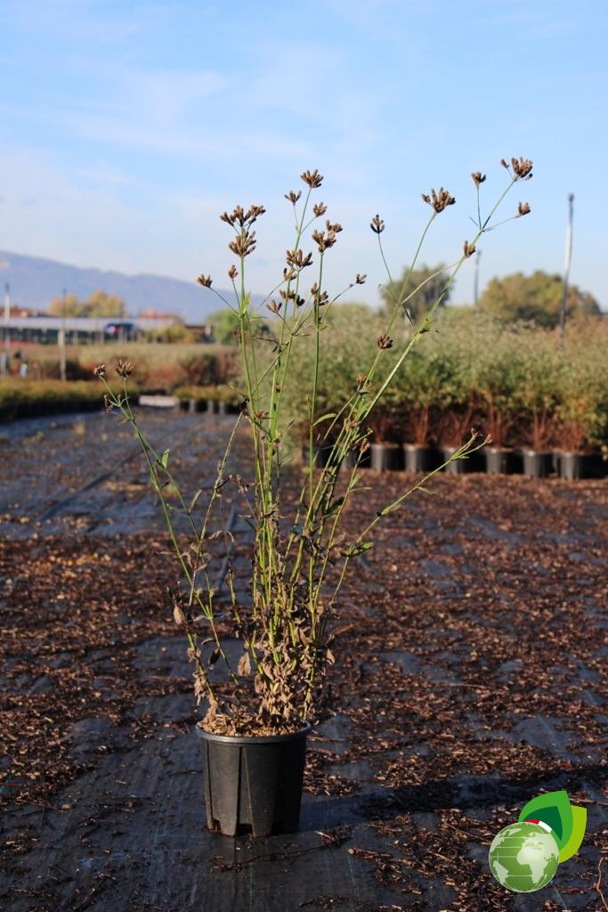 Verbena