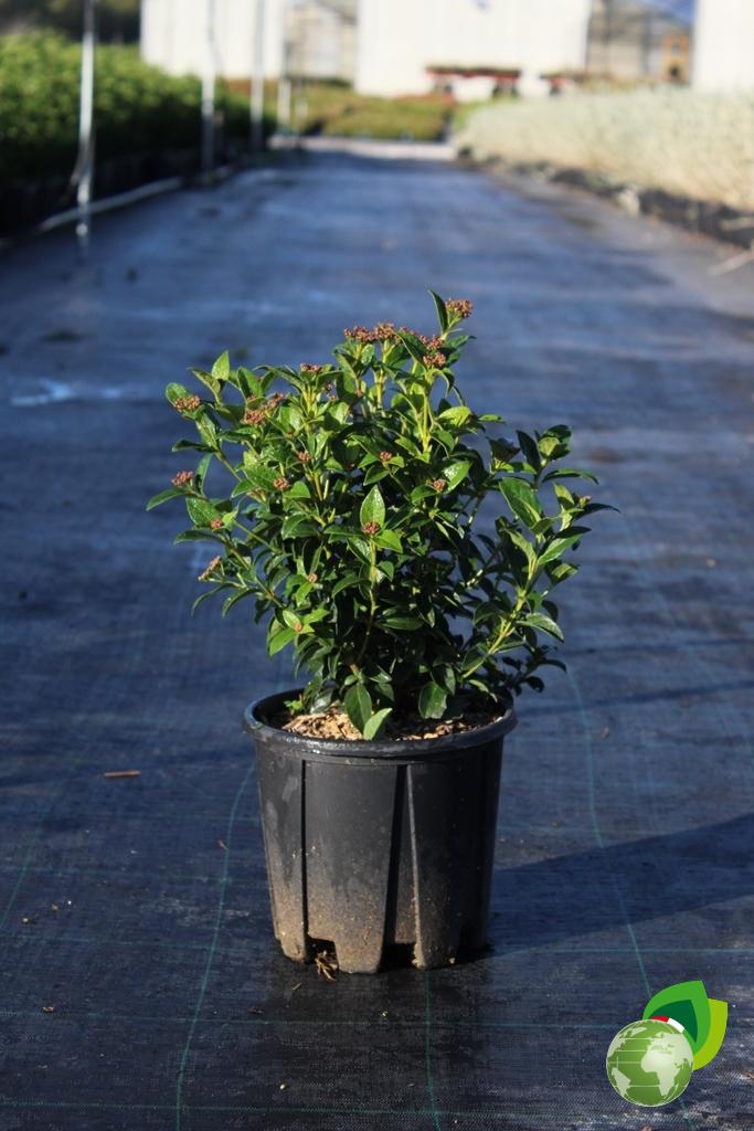 Viburnum Tinus Eve Price