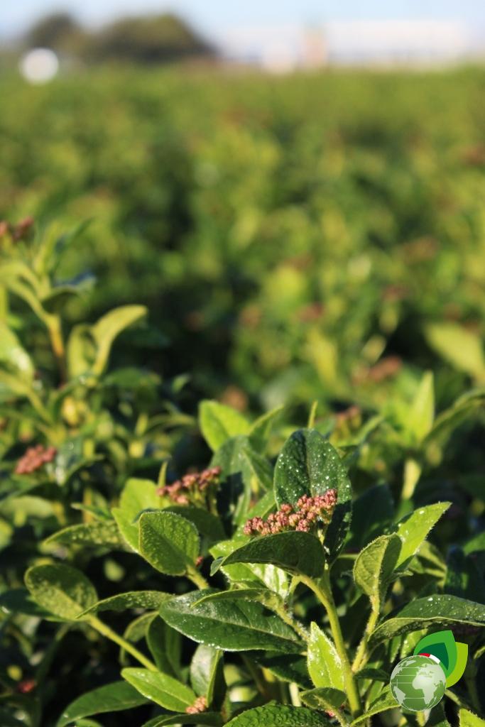 Viburnum Tinus Eve Price Dettaglio