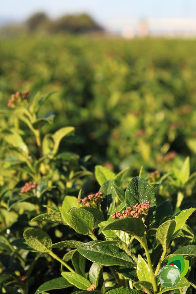 Viburnum Tinus Eve Price Effetto