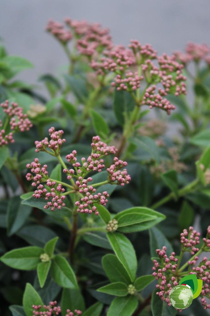 Viburnum Tinus V.24 Dettaglio