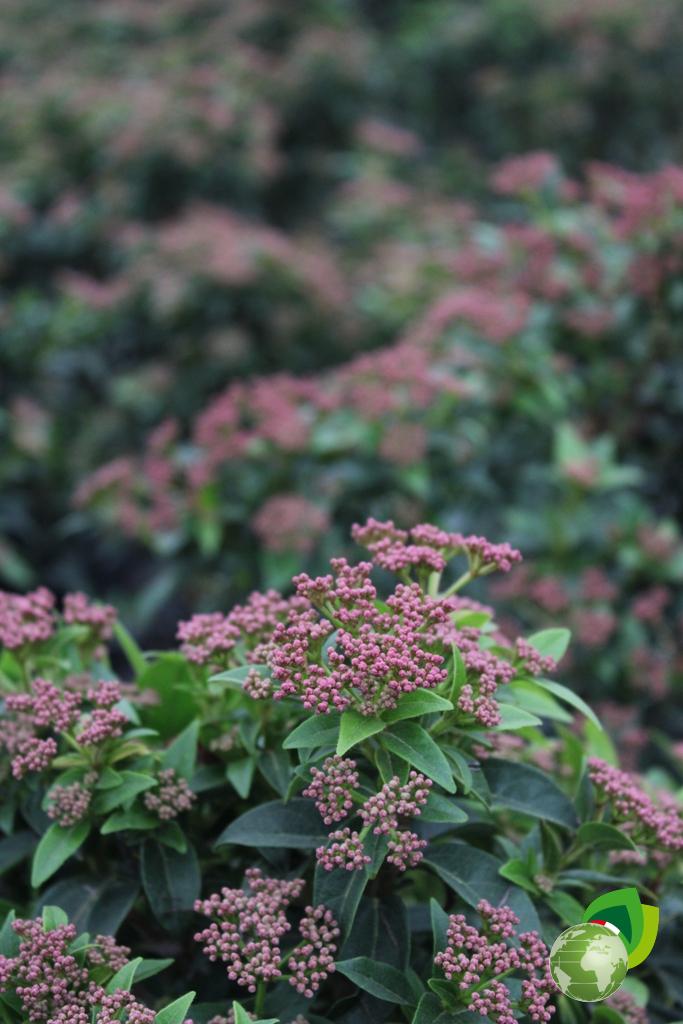 Viburnum Tinus V.24 Effetto