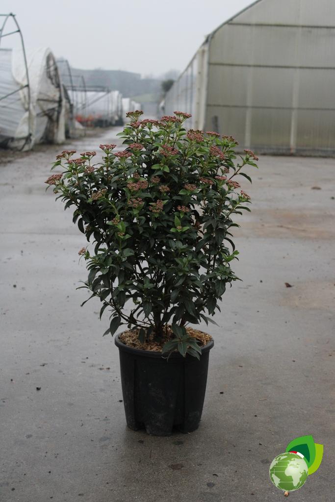 Viburnum Tinus V.24