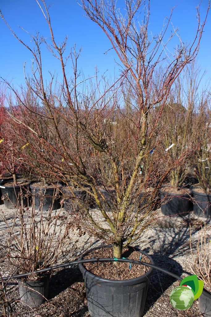 acer palmatum butterfly v.60 h.200