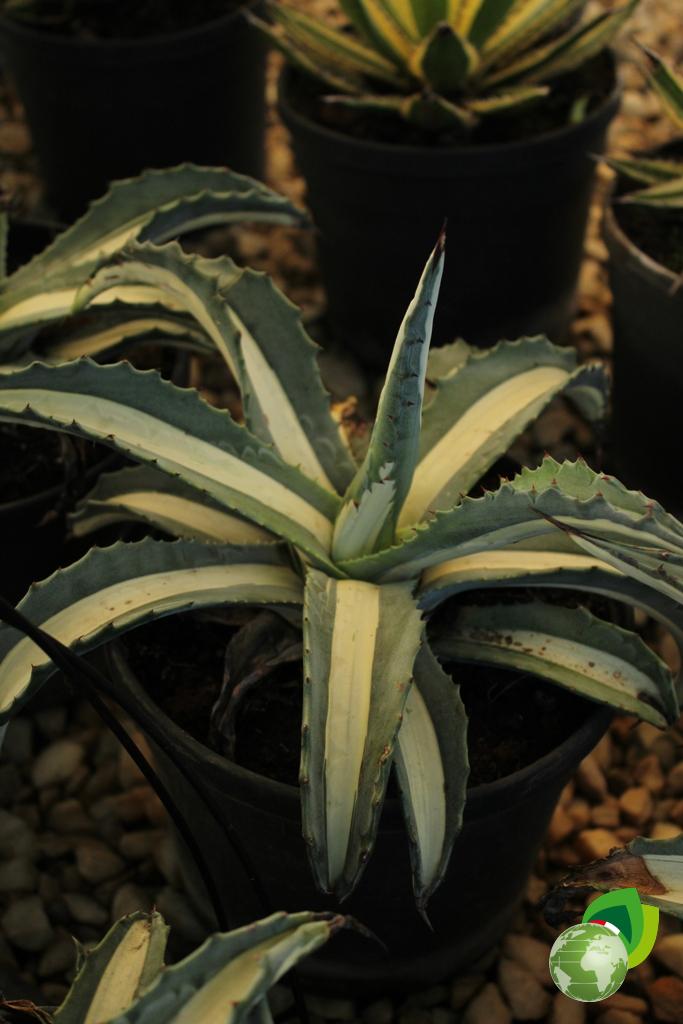 agave mediopicta v.16