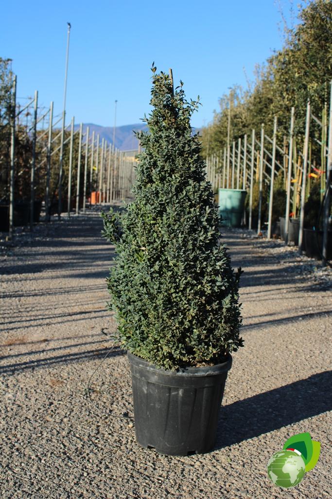 buxus a cono v. 33 h.100-120