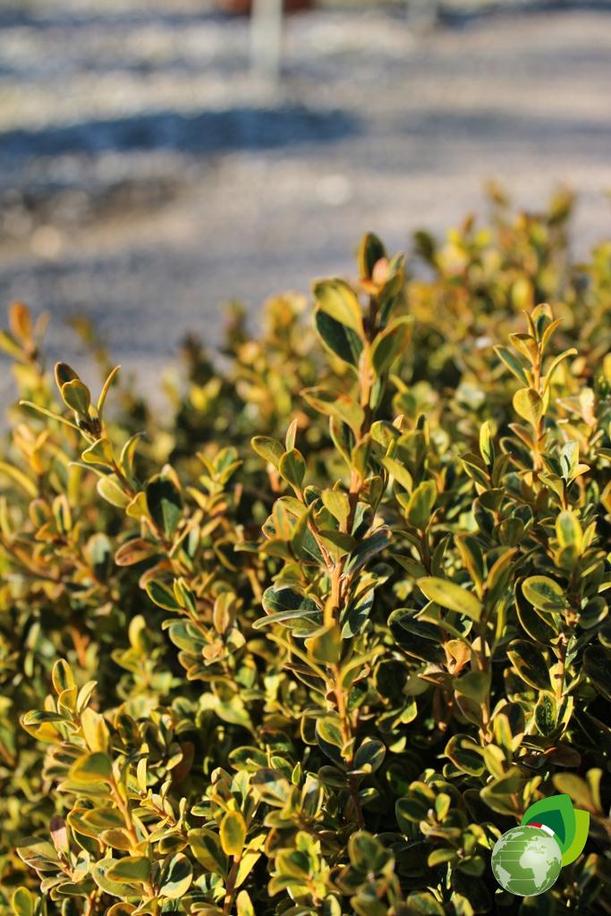 buxus a palla variegato v.40 dettaglio