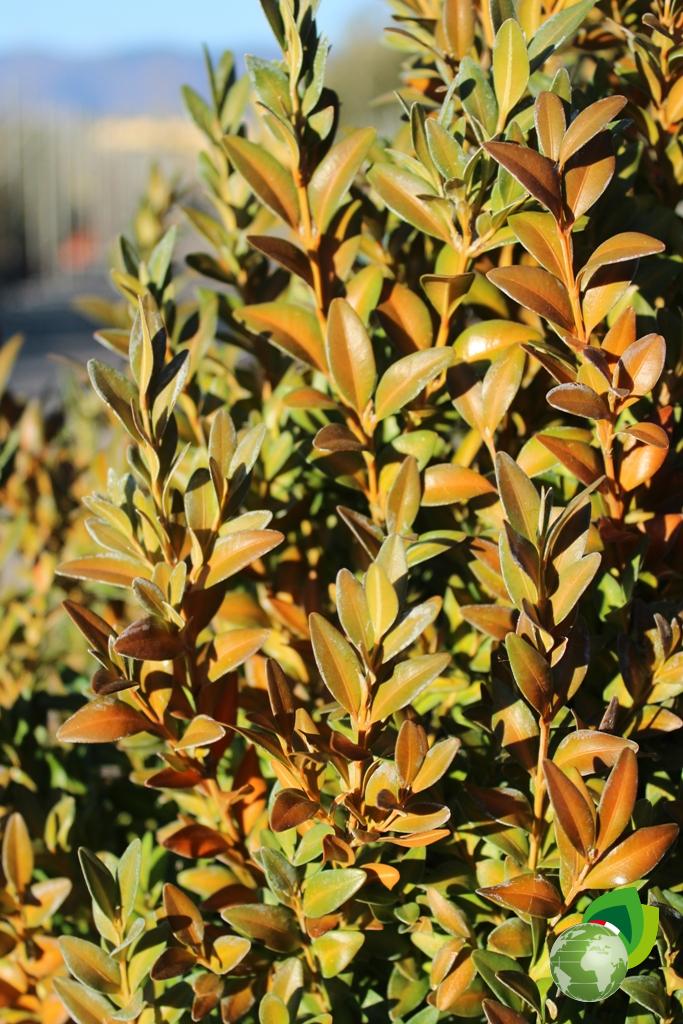 buxus sempervirens a cono v.40 h.130 dettaglio