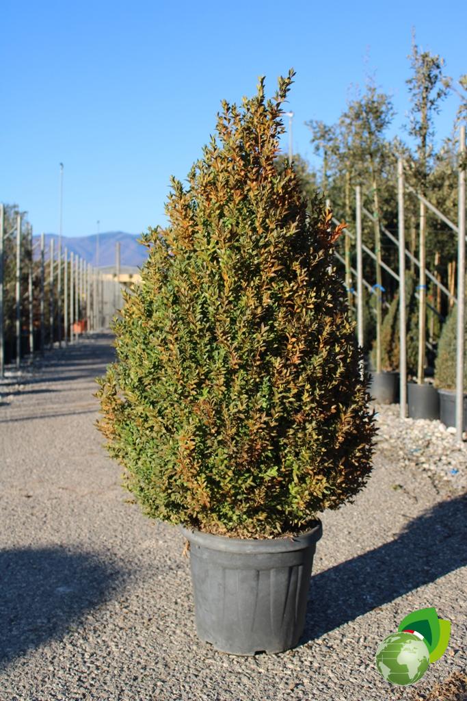 buxus sempervirens a cono v.40 h.130