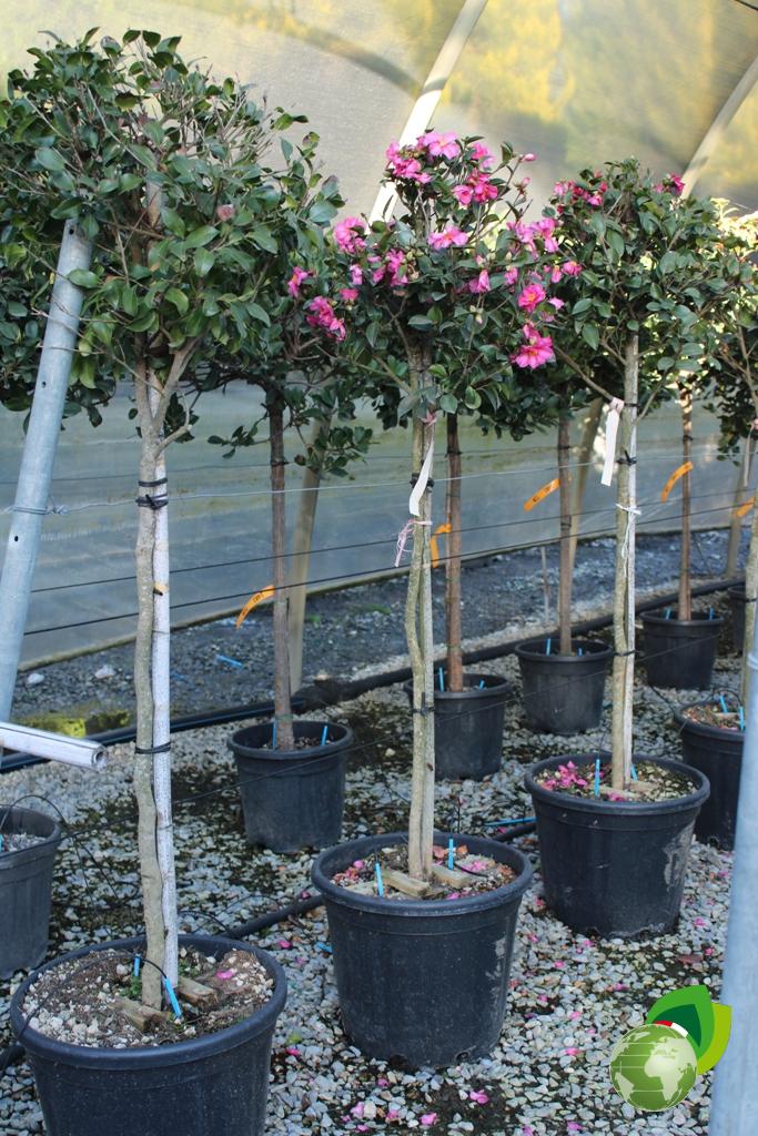 camelia sasanqua kanjiro a 1_2 fusto v.40