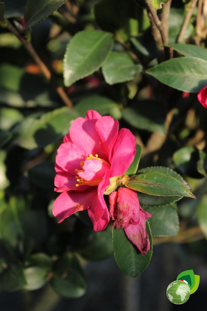 camelia sasanqua kanjiro a 1_2 fusto v.40 dettaglio