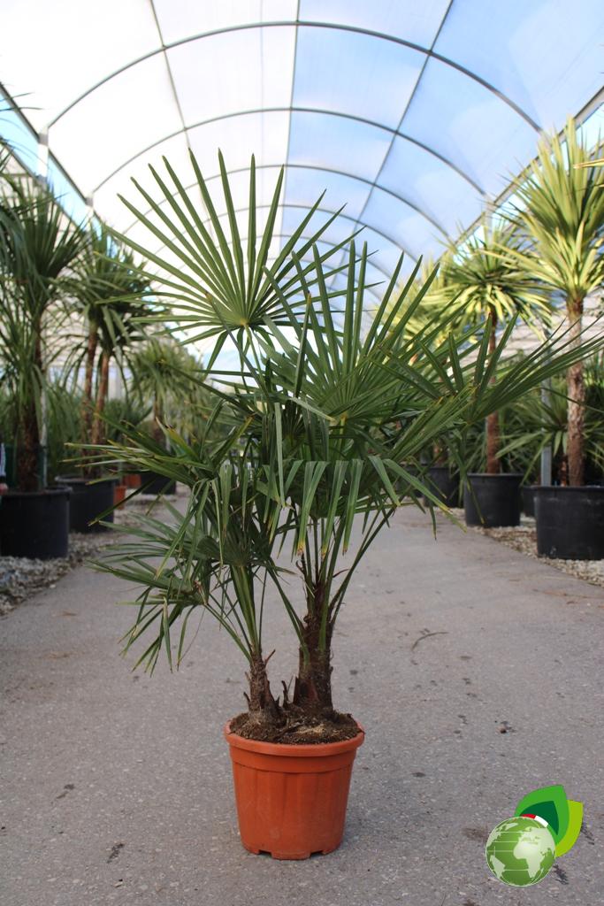 chamerops excelsa 2 tronchi h. 40